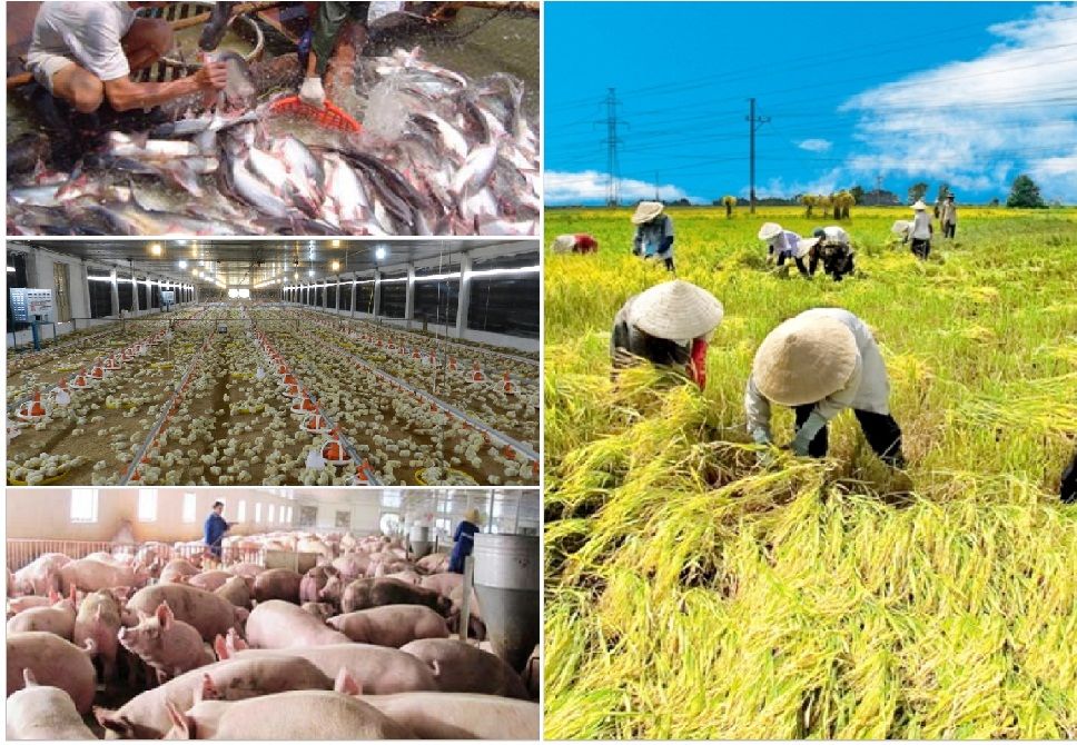 Đất nông nghiệp được dùng cho chăn nuôi