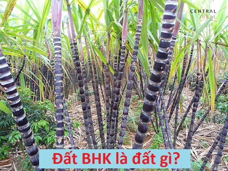 BHK là ký hiệu được hiểu là đất trồng cây hằng năm nằm trong nhóm đất nông nghiệp. 