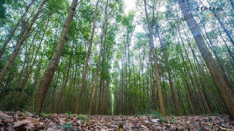 Đất rừng sản xuất là loại đất được sử dụng cho mục đích sản xuất nông nghiệp